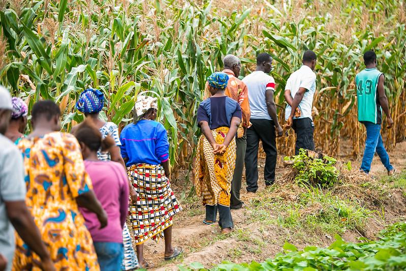 Farmers walking through a soya field