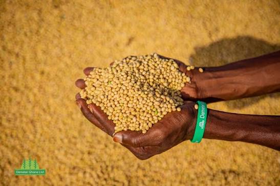 Harvested soya beans held in a farmer’s hands
